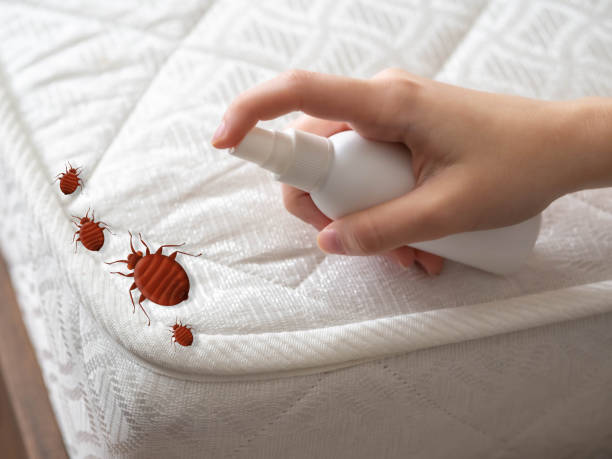 Best Affordable Pest Control Services  in Cannon Af, NM