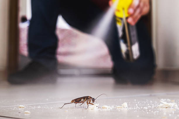 Best Cockroach Control Services  in Cannon Af, NM